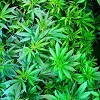 Denver Marijuana
