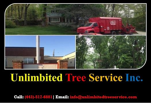 Tree Care and Tree Removal & Trimming Service in Annapolis, MD