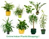 Indoor Plants: Buy Indoor Plants Online at Best Prices in Kuwait