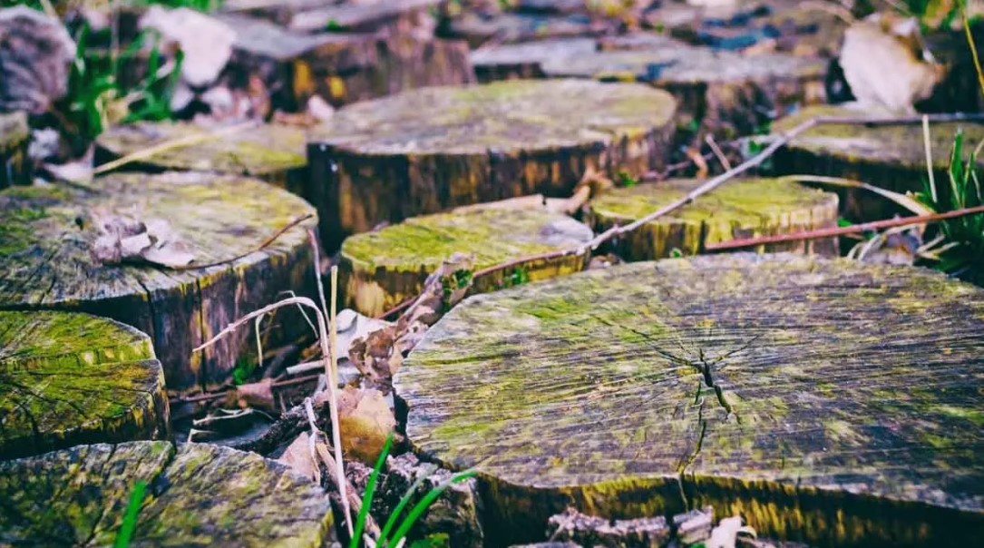 Stump Grinding Service