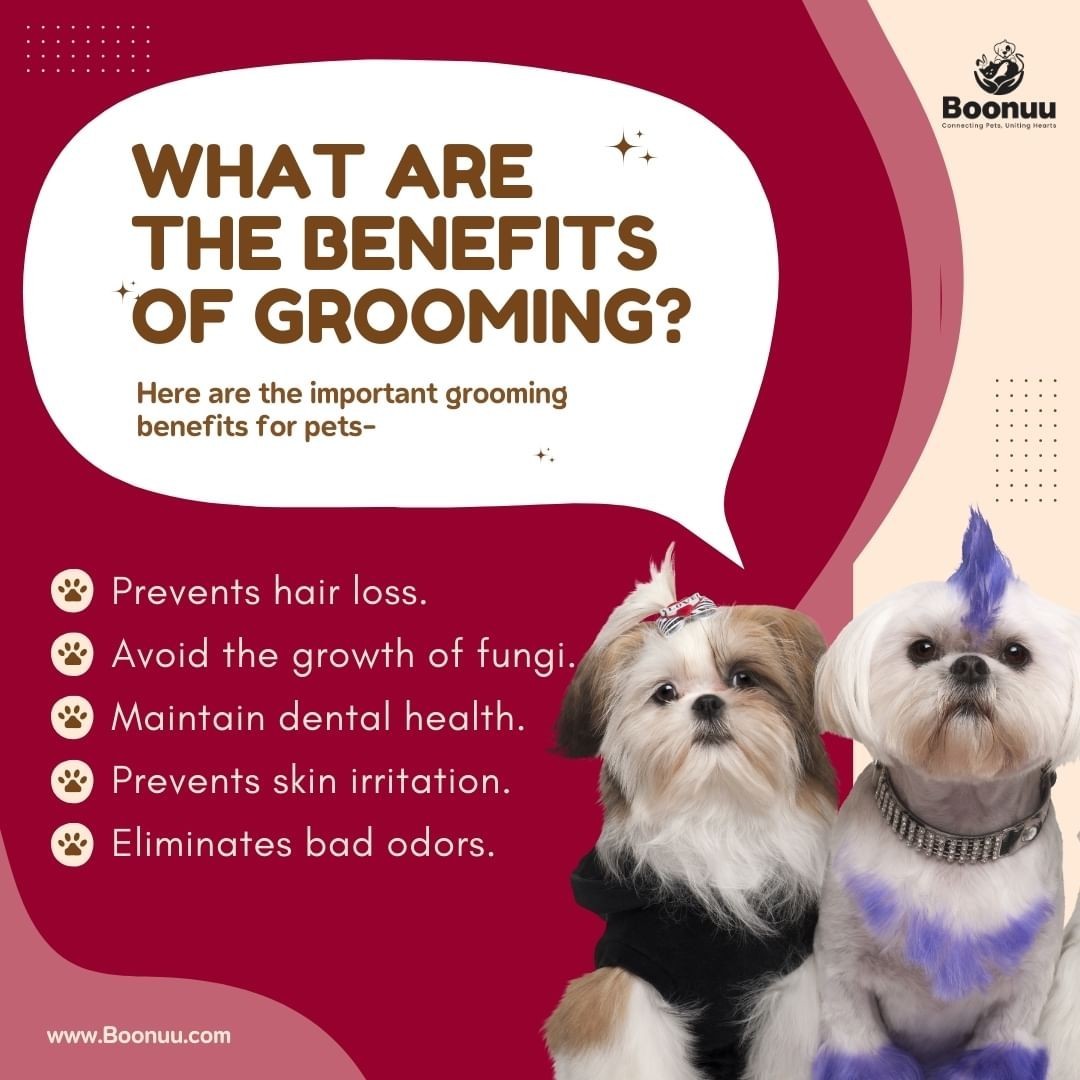 What are the Benefits of Pet Grooming?