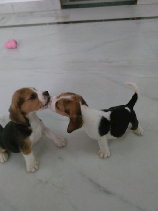Beagle Puppies Kiss