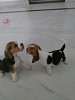 Beagle Puppies Kiss