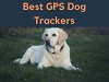 Top GPS Dog Trackers at Pet and Baby Gates