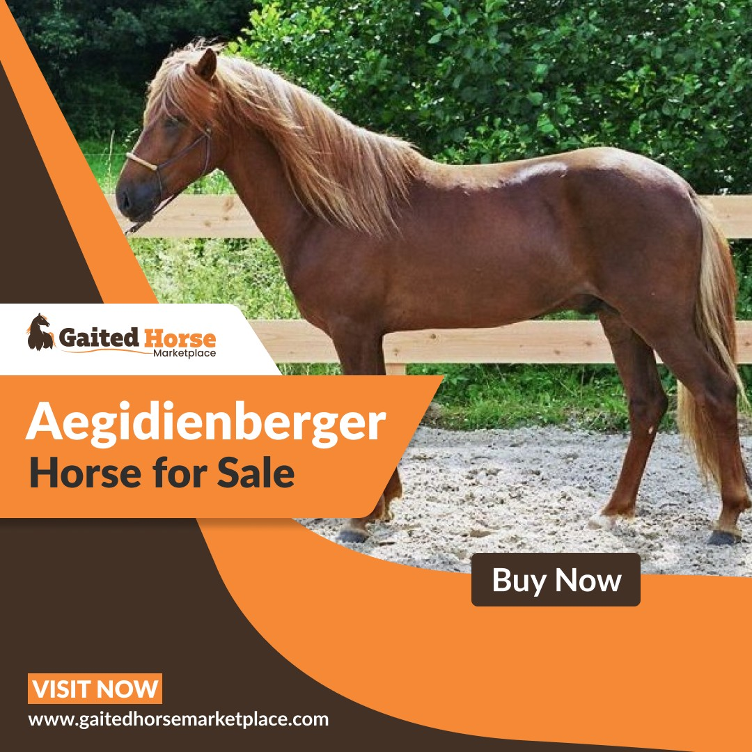 Aegidienberger Horse for Sale