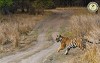 Wildlife and Tiger Safari in-India