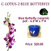 Shop Online Beautiful Orchid Pottery in Florida at Reasonable Prices