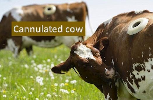 Holy cow! These are cannulated cows