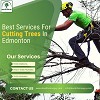Best Services For Cutting Trees In Edmonton