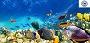 Melbourne Tropical Fish