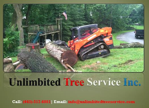 Best Tree Care and Tree Service Baltimore, Maryland