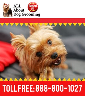 Dog Grooming Courses