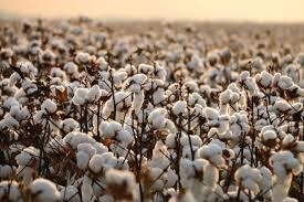 Cotton Export Data
