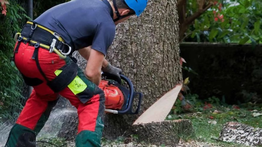 Stump Grinding Service