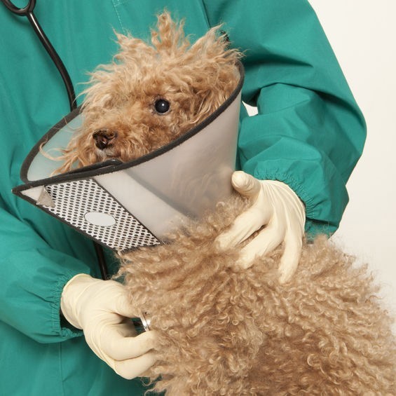 Pets Medical Facility