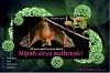 Nipah Virus Outbreak!