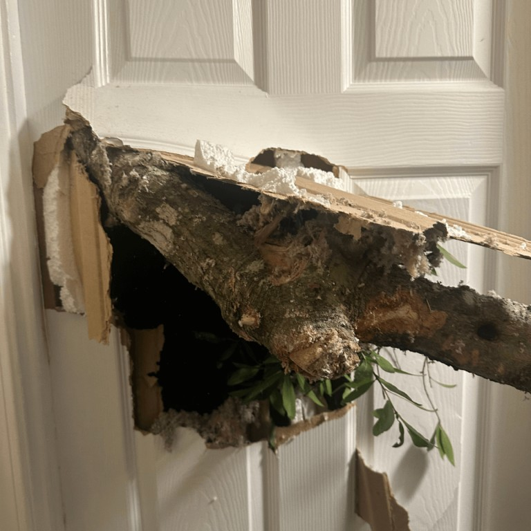 Tree Service Northwest Florida