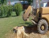State College Tree Removal Services