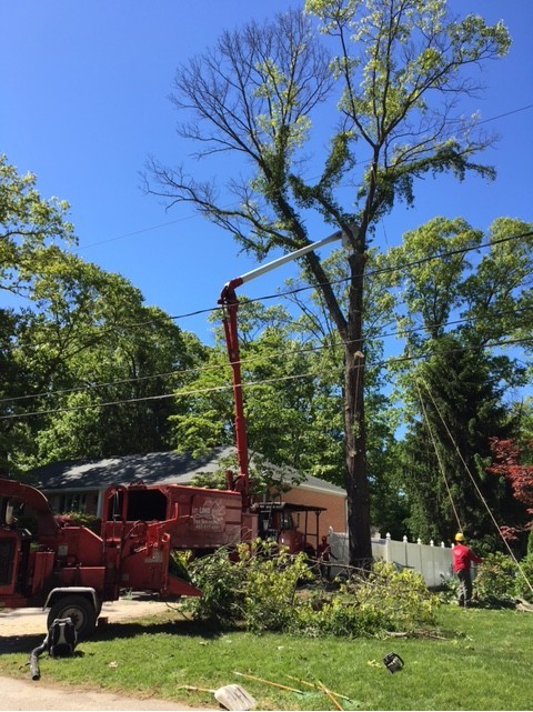 Annapolis MD, Tree Trimming and Tree Removal Service