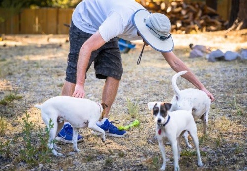 Primal Needs Dog Training & Behavioral Solutions