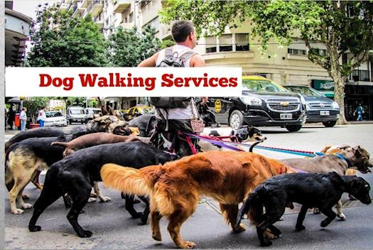 DMV Pet Care - Dog Walking - Pet Sitting - Pet Grooming in Washington, DC