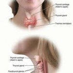 gejala kelenjar tiroid