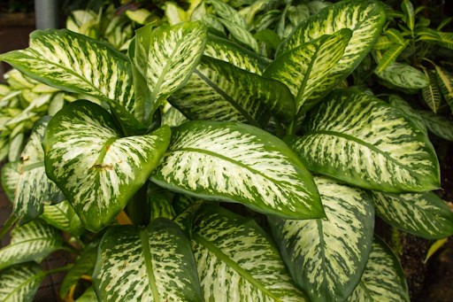 Aglaonemas: Colourful Foliage Plants - Ideal for Indoors
