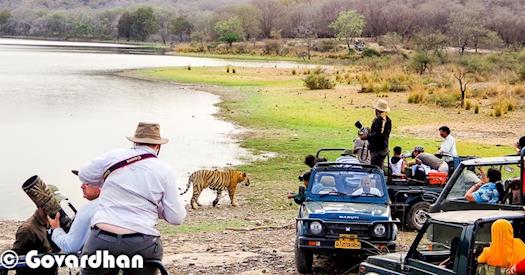 Tiger Safari in Ranthambore rajasthan