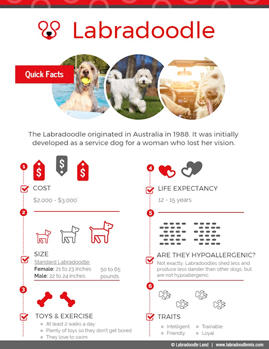 Labradoodle Breed Overview