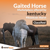 Kentucky Mountain Horse for Sale