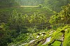 Bali Excursion: Unforgettable Journeys along with Expert Scenic Tour Direction