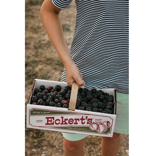 Eckert's Pick Your Own Belleville Farm
