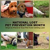 Safeguard your beloved Pets as July is National Lost Pet Prevention Month!