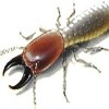 Best Termite Control Companies