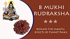 Eight Mukhi Rudraksha with Certificate for Energies