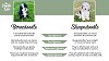 Bernedoodles vs sheepadoodles comparision