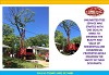 Tree Health, Tree Trimming, Tree Removal Service Annapolis