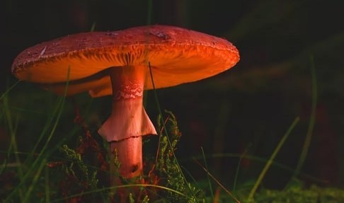 Exploring the World of Psilocybin Mushrooms