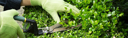 Garden Maintenance Cleaning Services