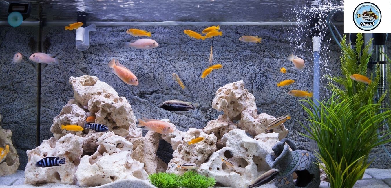 Melbourne Tropical Fish