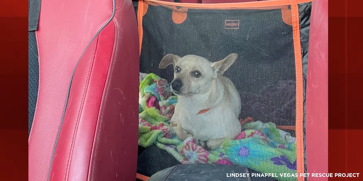 Las Vegas police looking for man who threw chihuahua into dumpster