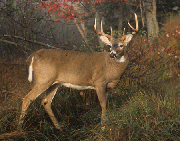 New York Regular Deer Season Witnesses Huge Surge in License Sales