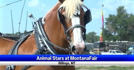 MontanaFair pays homage to special animal relationships