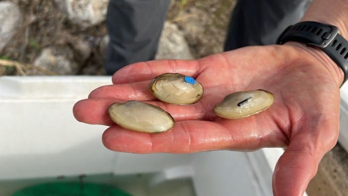 SARA reintroduces freshwater mussels in first-in-Texas conservation effort