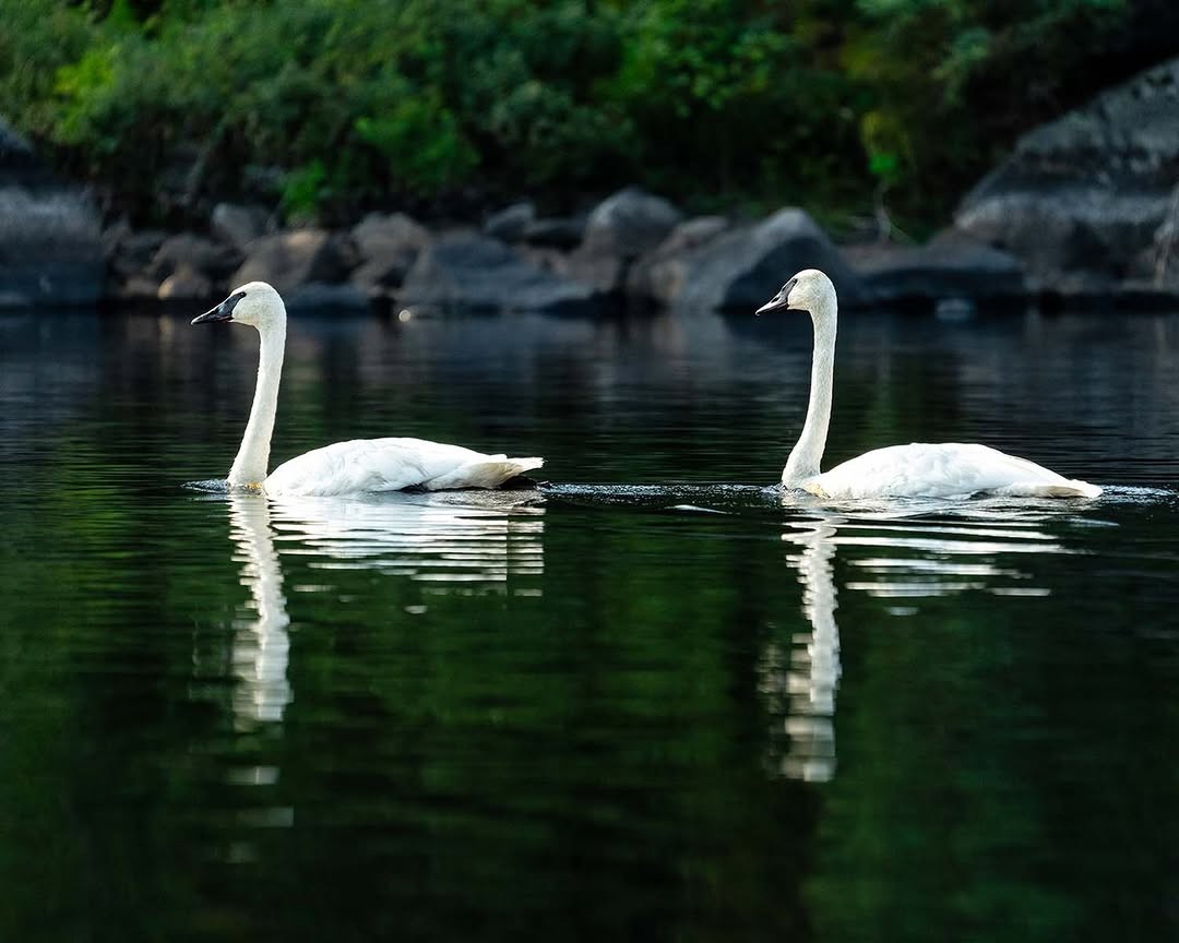 Photo by @stephen_matera | A pair of trumpeter swans paddle through Minnesota’s Boundary Waters Canoe Area Wilderness in...