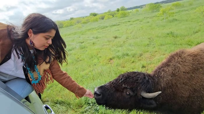 How bringing buffalo back can combat climate change, heal indigenous people in Texas