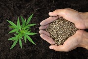 Guide on Growing Marijuana from Seed 