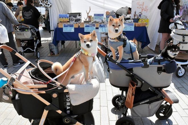 Yokohama promotes itself as top ‘dog-friendly’ city in Japan | The Asahi Shimbun Asia & Japan Watch