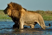 Go for a memorable wildlife safari in beautiful land of Africa!!