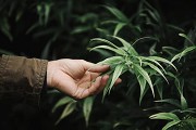 Emerald Fire OG Autoflower Cannabis Seeds - LB Seed Co